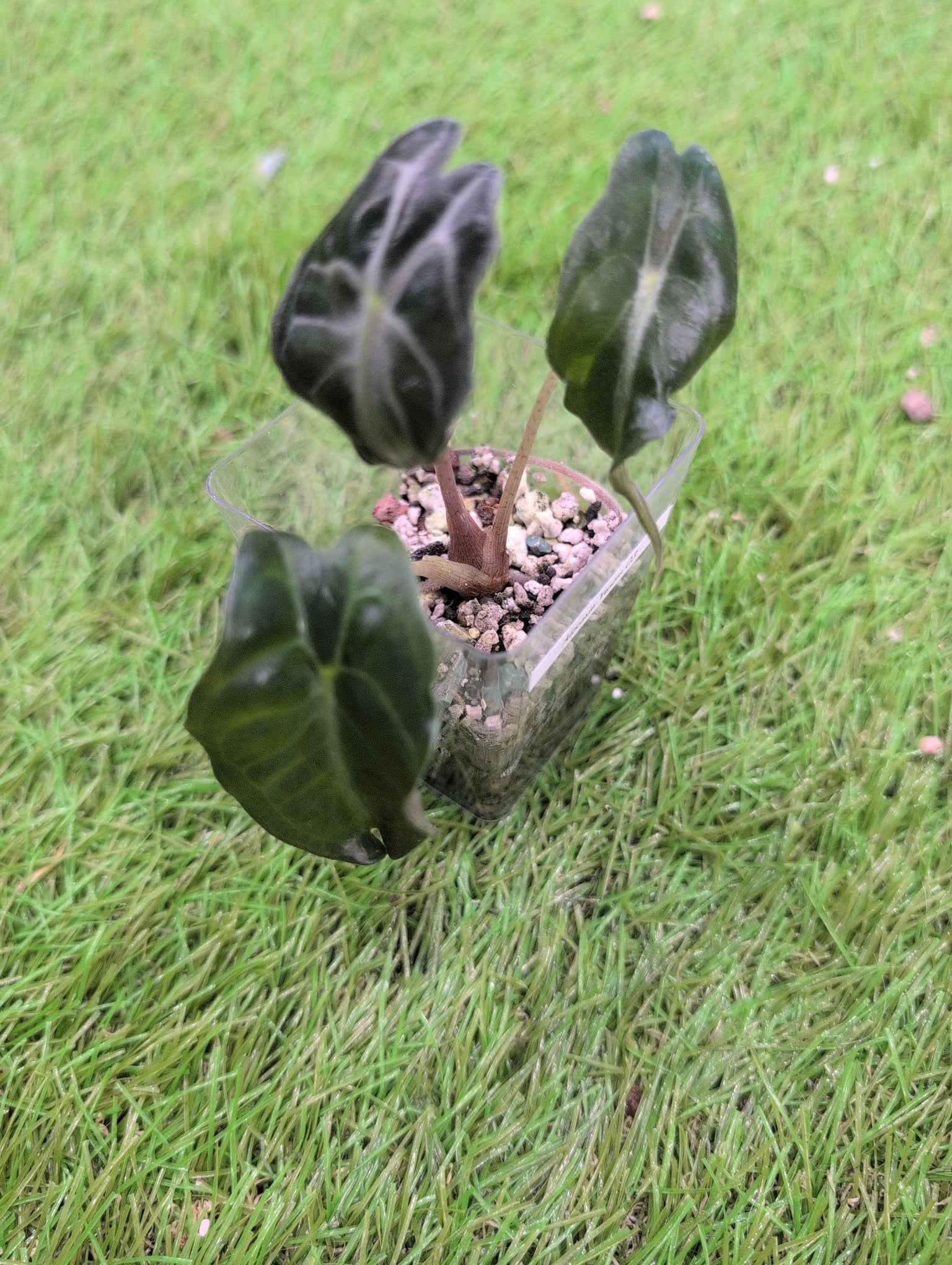 Alocasia Venom Juvenile