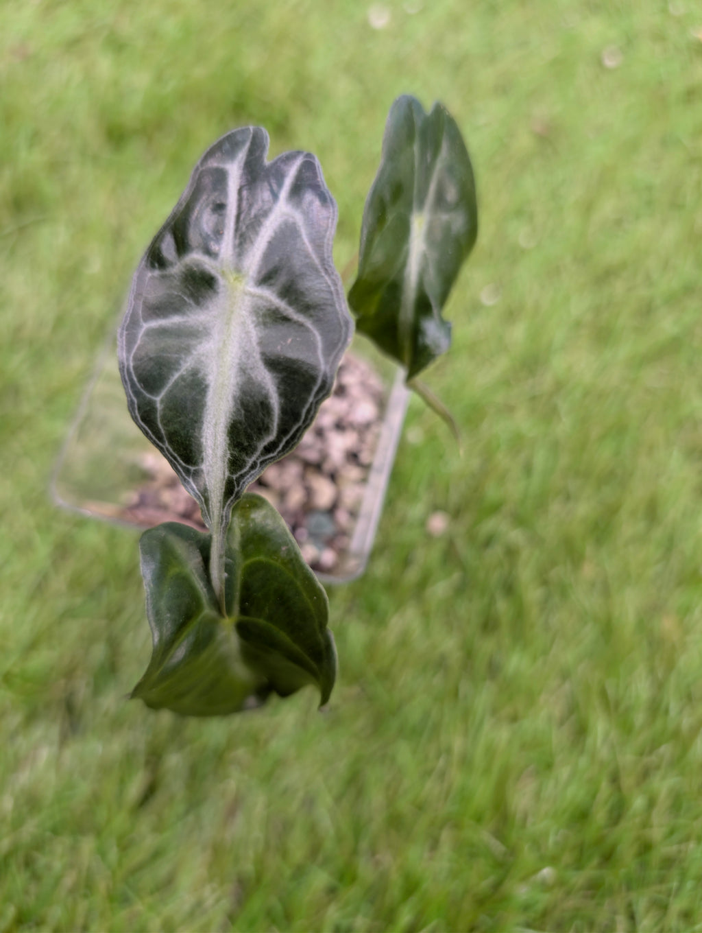 Alocasia Venom Juvenile