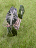 Alocasia Venom Juvenile