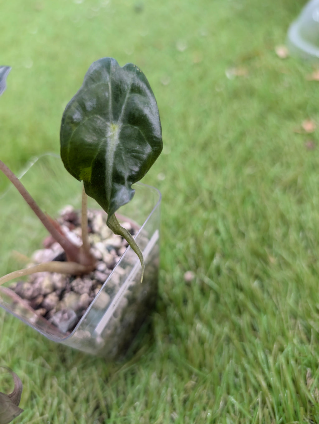 Alocasia Venom Juvenile