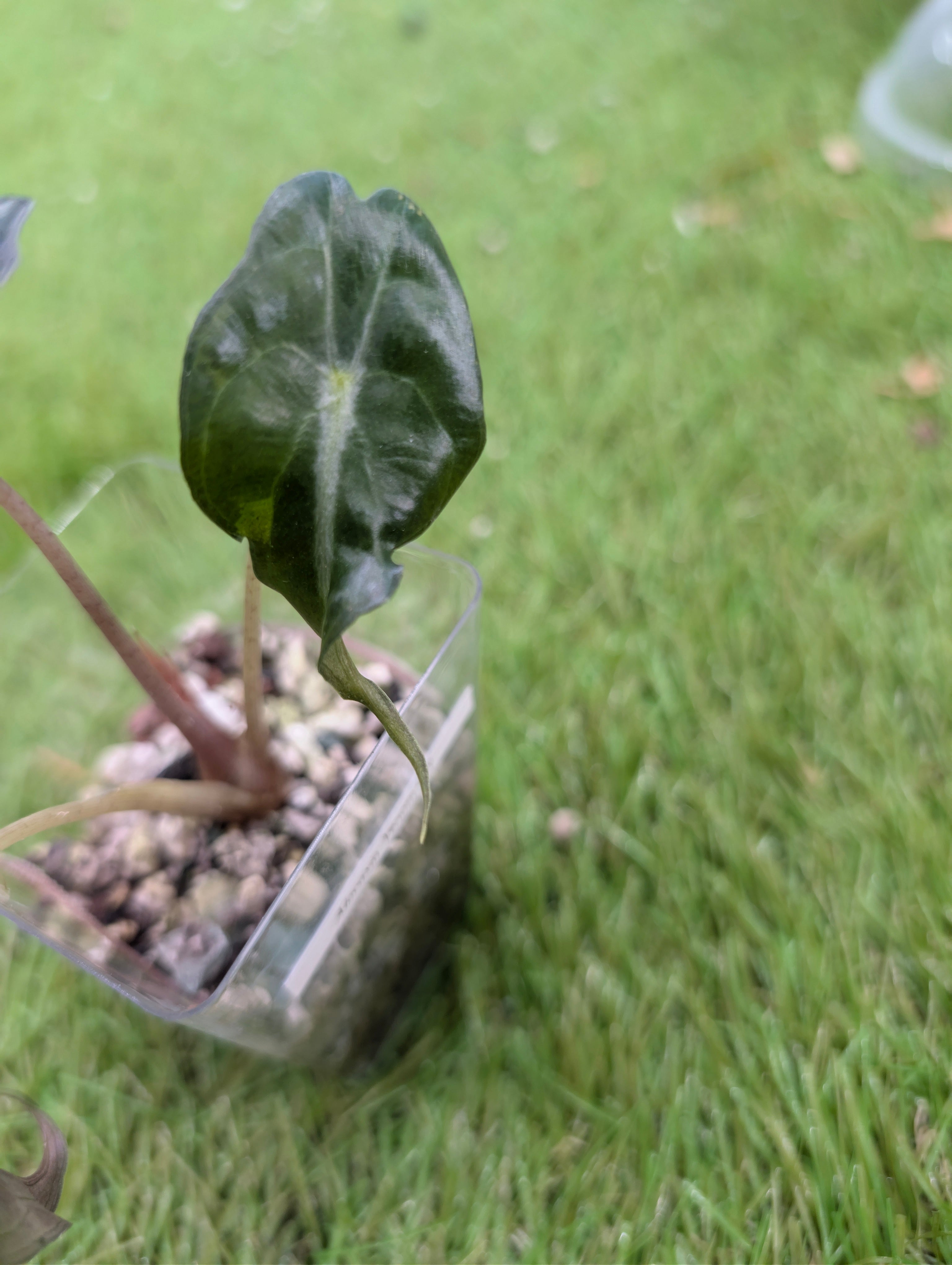 Alocasia Venom Juvenile